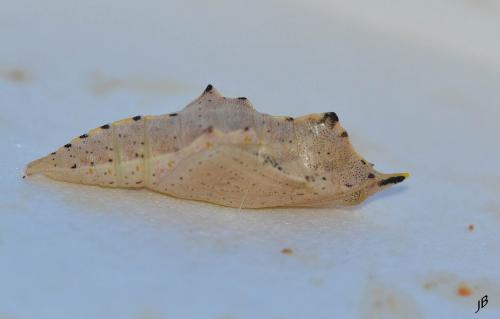 Pieris rapae
